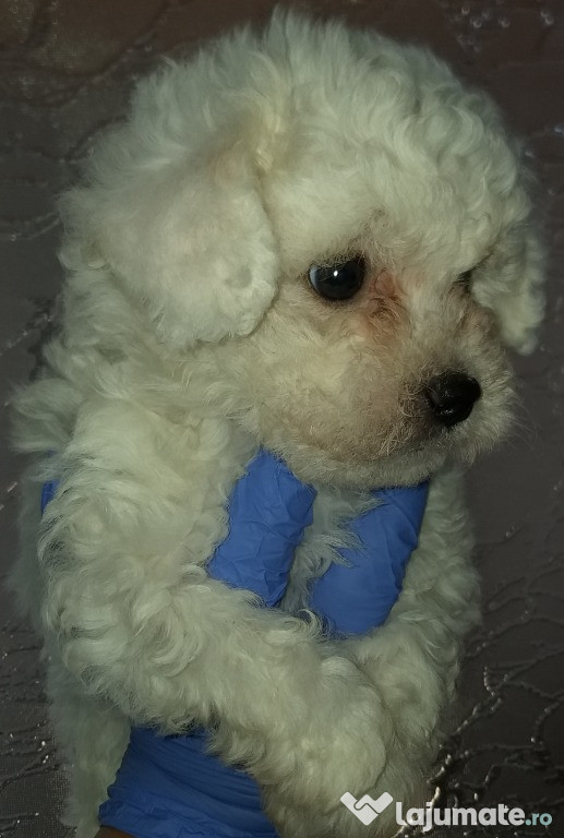 Bichon mascul