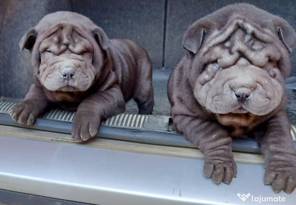 CAINI SHAR-PEI