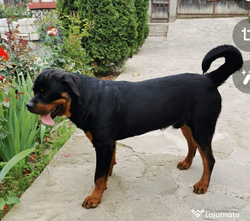 Rottweiler monta