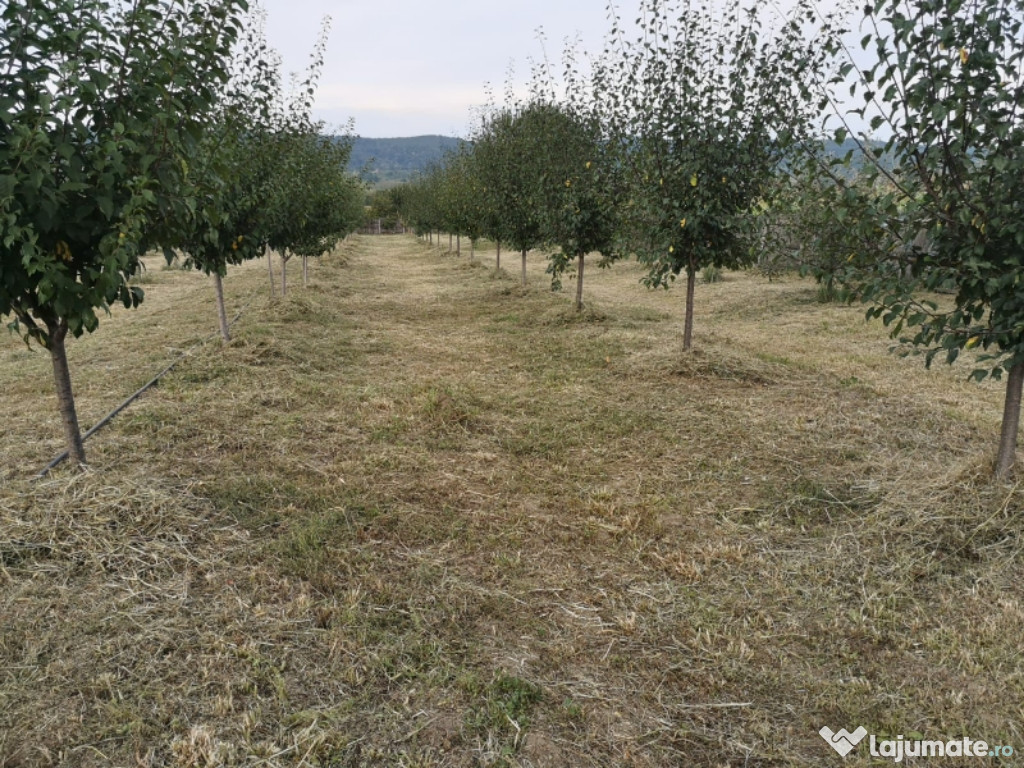 Tăieri pomi fructiferi și cosmetizare