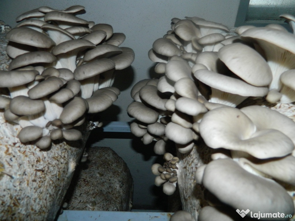 Compost ciuperci pleurotus