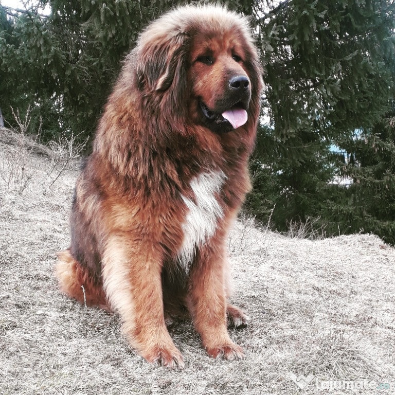 Mastiff tibetan