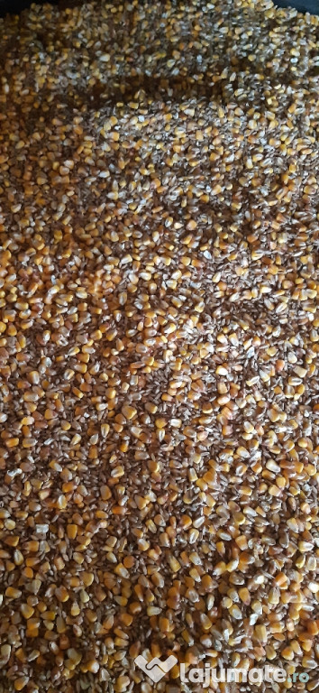 Amestec de porumb și triticale