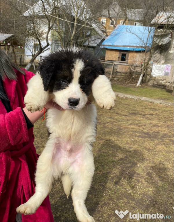 Pui Saint Bernard