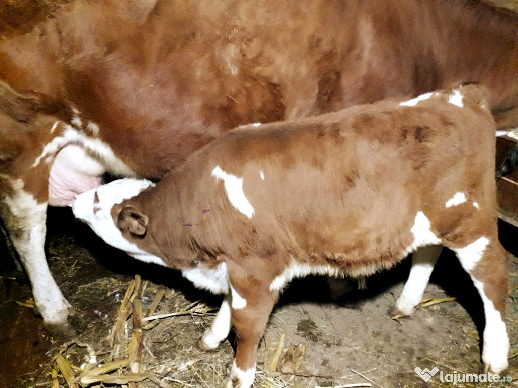 Vaca Bălțata Românească