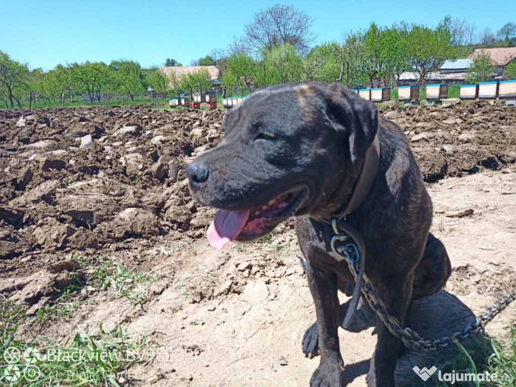 Femela Cane Corso foarte activa