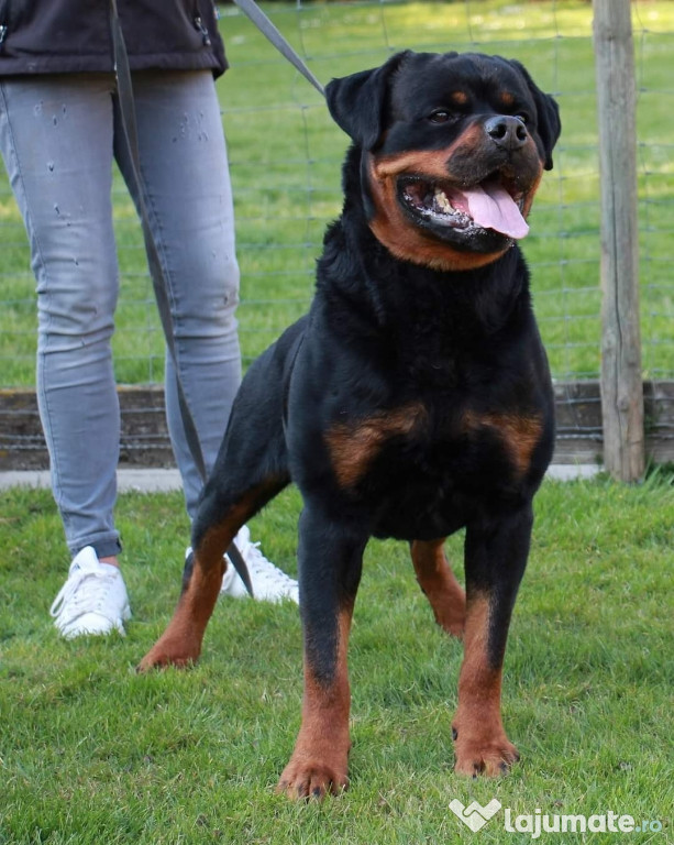 Puiuți Rottweiler disponibili din Campion Germania