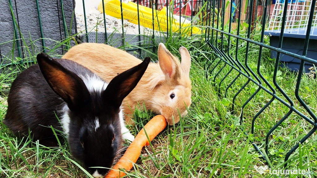 Pisici pentru adoptie