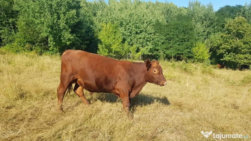 Taurasi Angus Rosu si Negru 15 luni