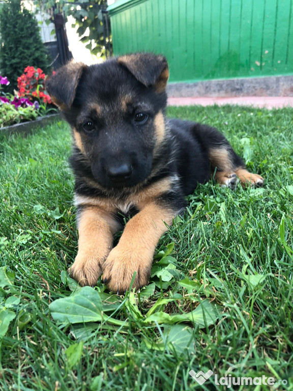Pui ciobănesc german
