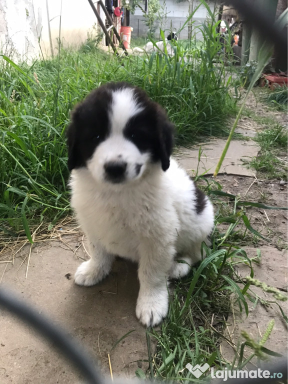 Catei Ciobanesc De Bucovina