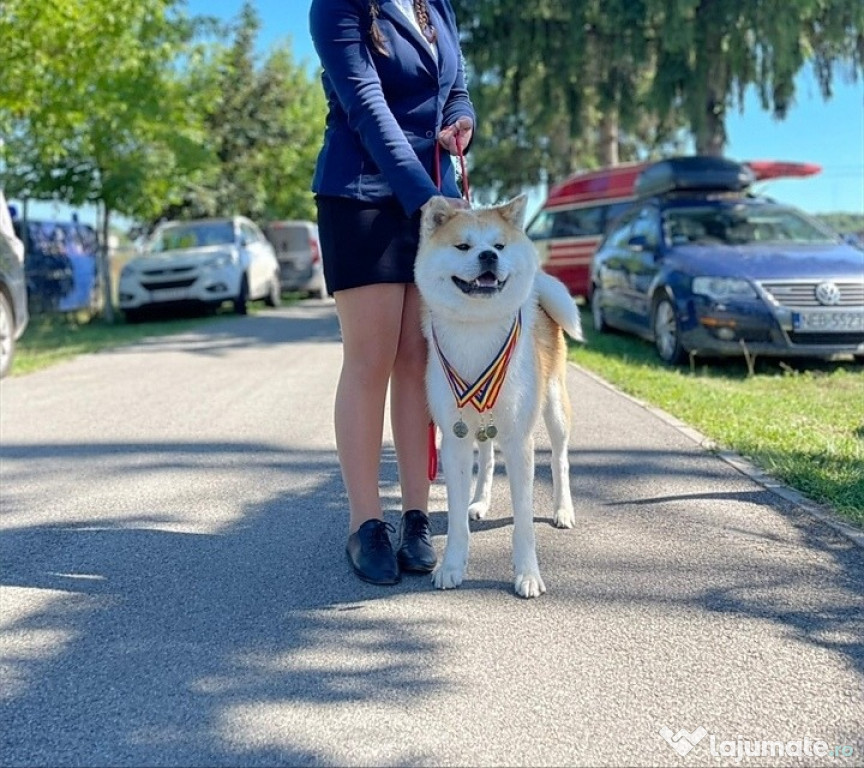 Mascul Akita Inu Campion România