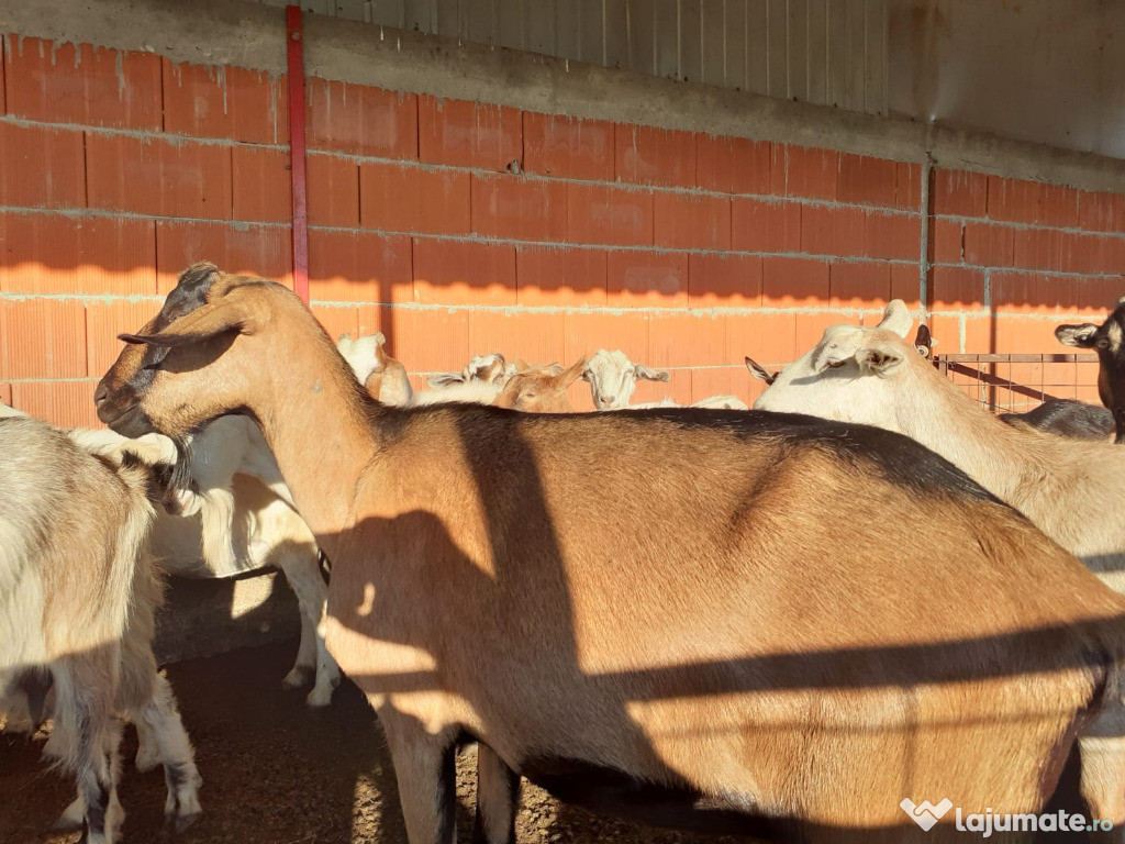 150 capre metisate cu tapi anglo nubieni