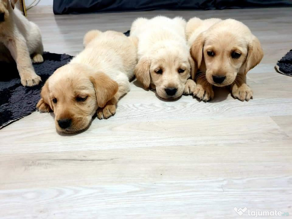 Labrador golden retriever