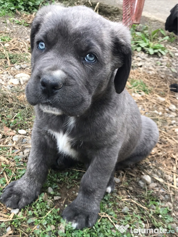 Cane corso