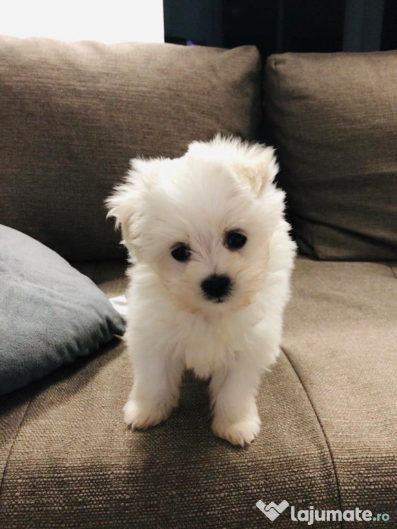 Bichon maltez toy de rasa pura cu vaccin și deparazitați.