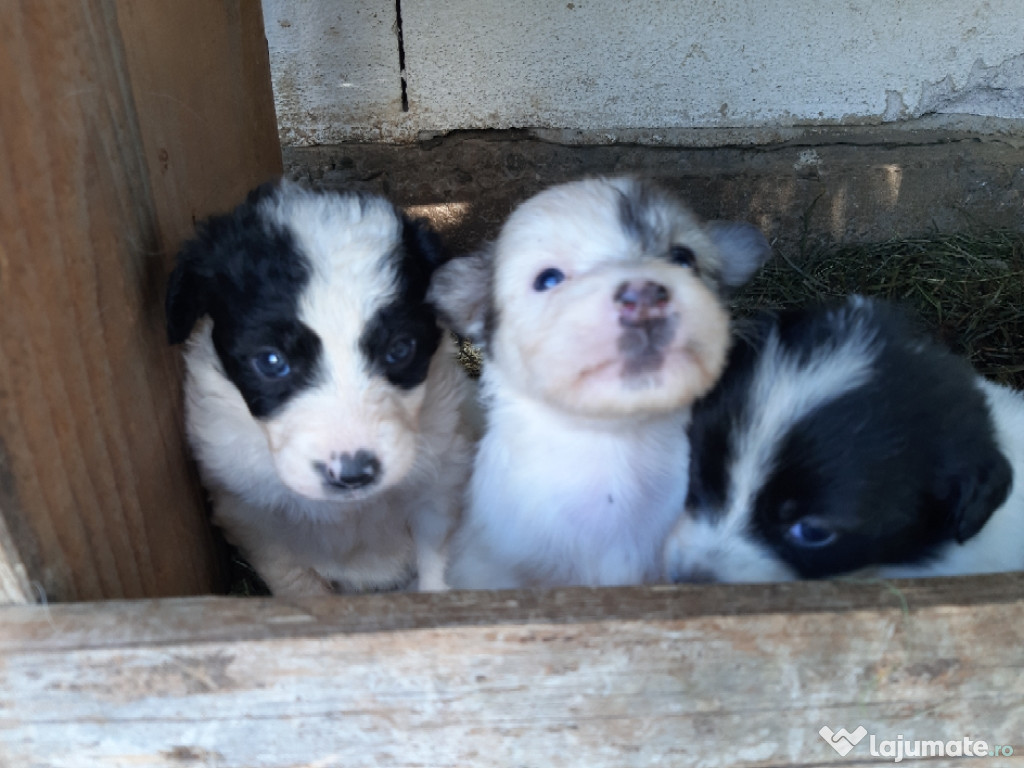5 cățeluși mititei si jucăuși!