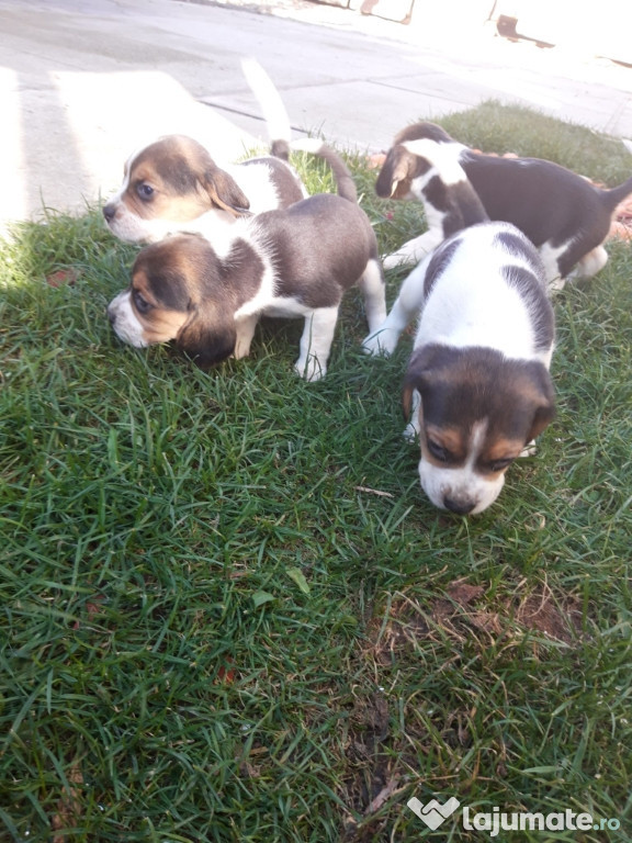 Căței beagle tricolor