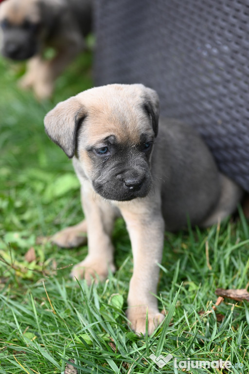 Pui Cane Corso Negru/Cafeniu/Gri