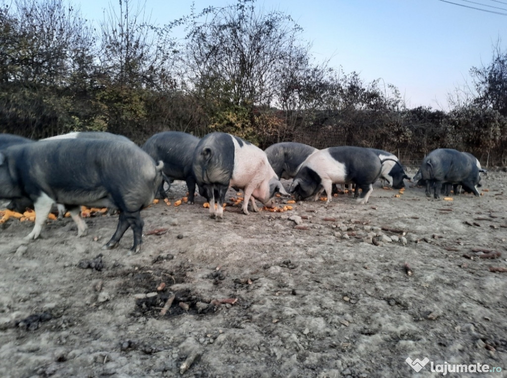 Porci pentru Crăciun