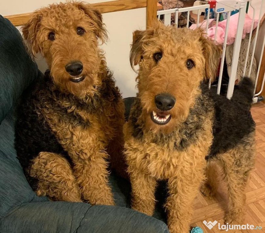 Airedale terrier