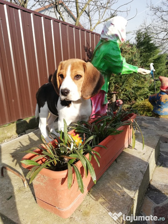 Câine beagle