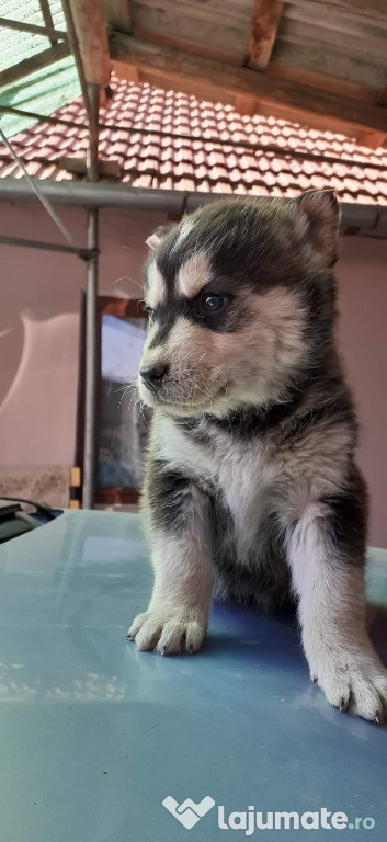 Husky siberian