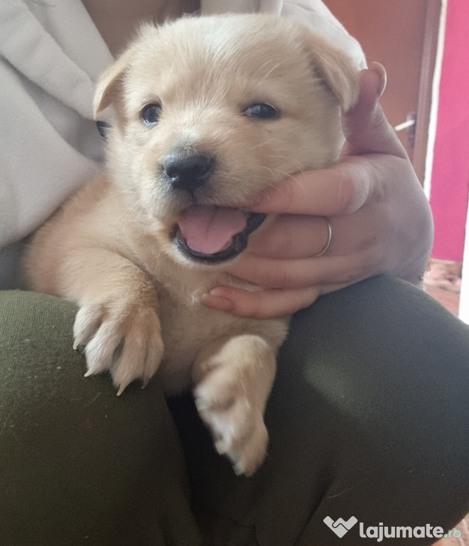 Fetiță metis bichon havanez adoptie