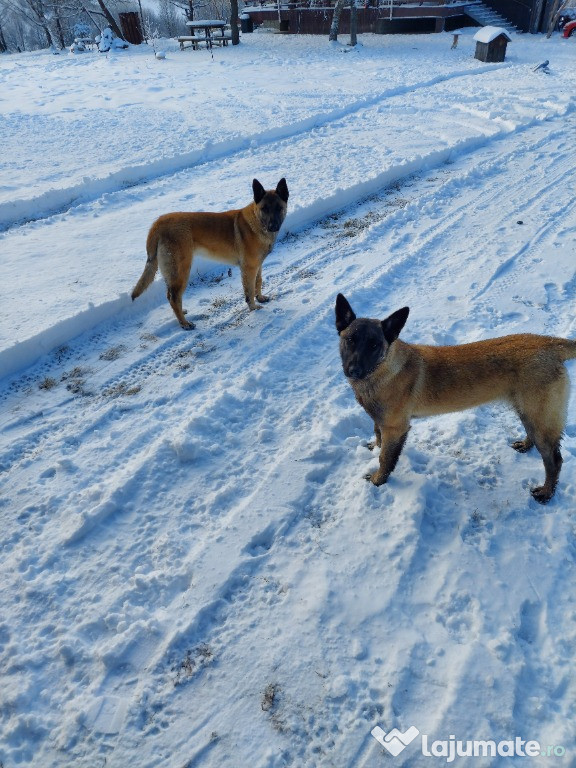 Ciobanesti belgieni,Malinois