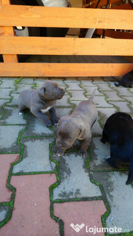 Pui Cane Corso