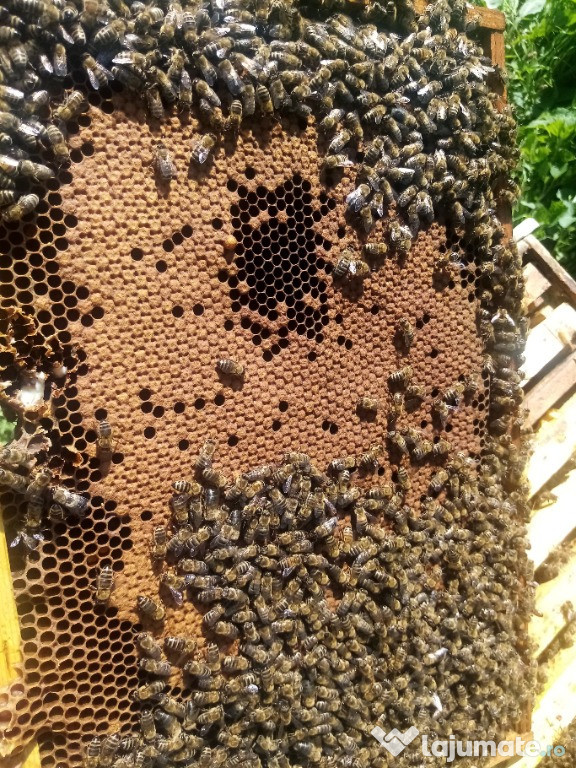 20 de familii de albine