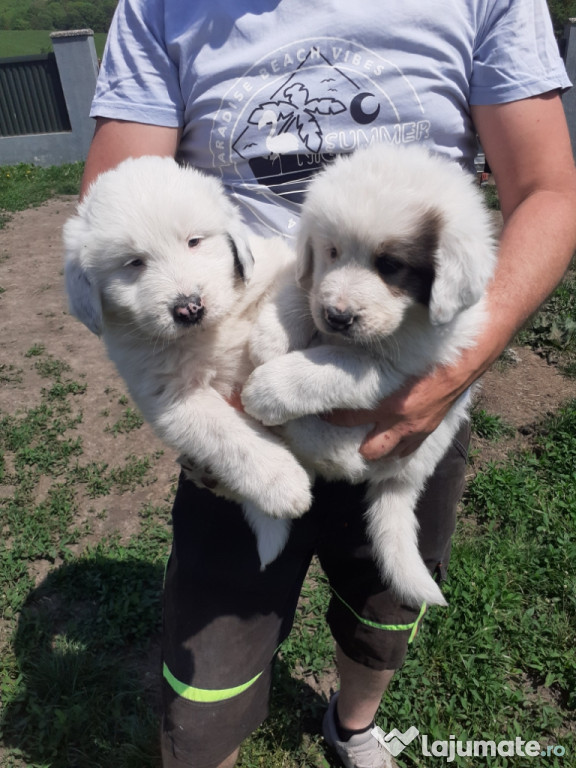 Catei ciobanesc de bucovina