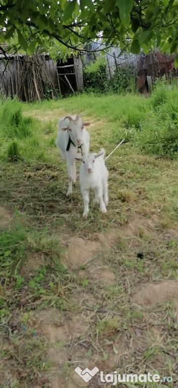 Capră cu ieduță
