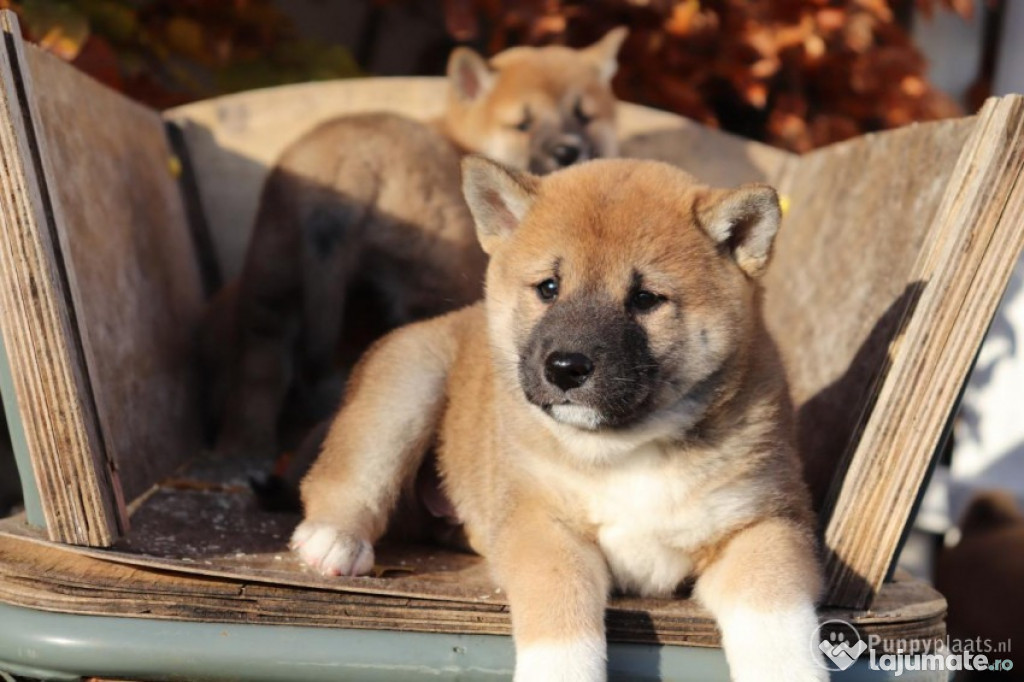 Catelusi Shiba Inu