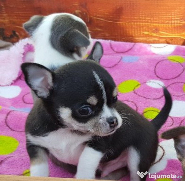 Puii Chihuahua foarte iubitori