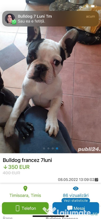 Bulldog francez 8 luni frumoși