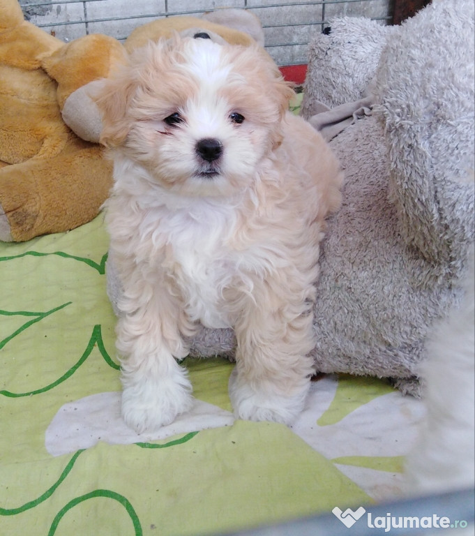 Bichon-maltez mini toy