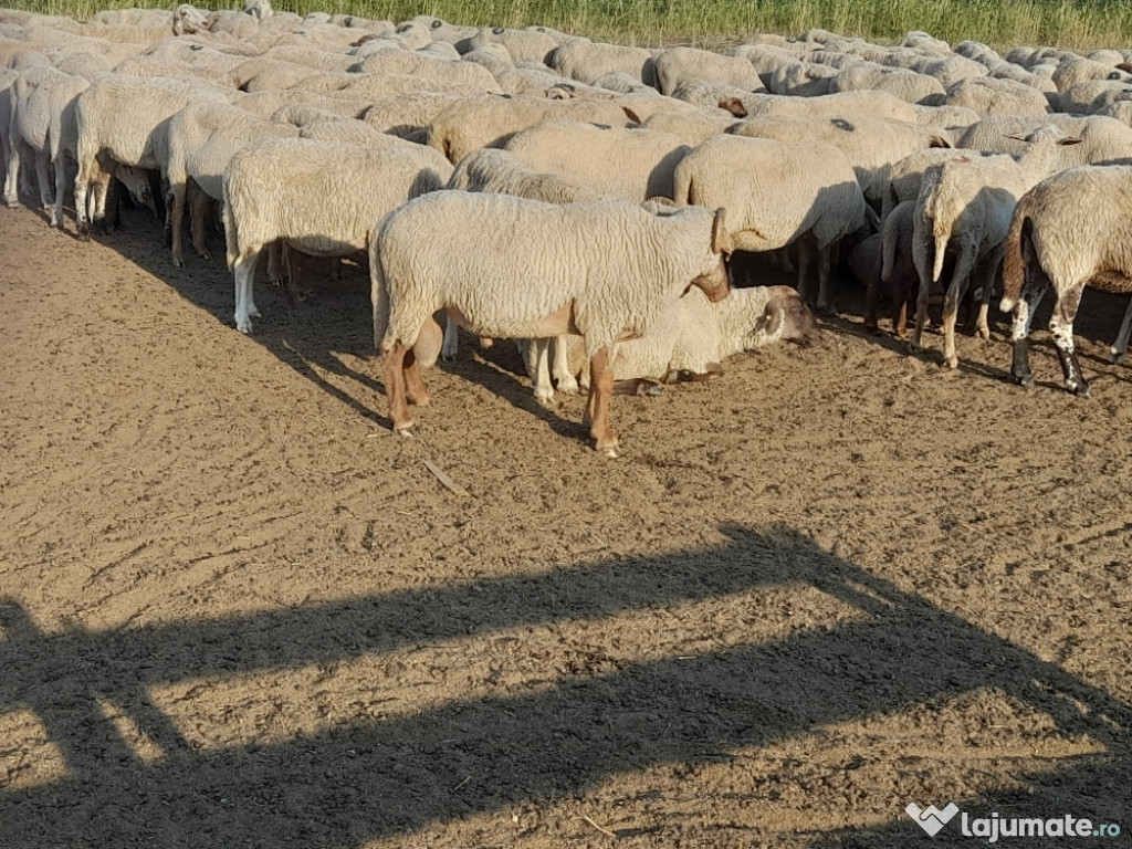 300 oi și 7 berbeci cu origine