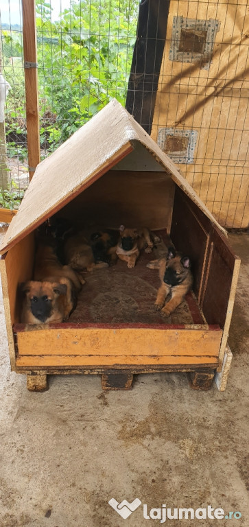 Ciobanesc belgian (malinois)