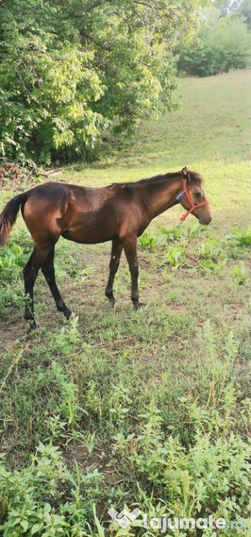 Manza cuminte 6 luni