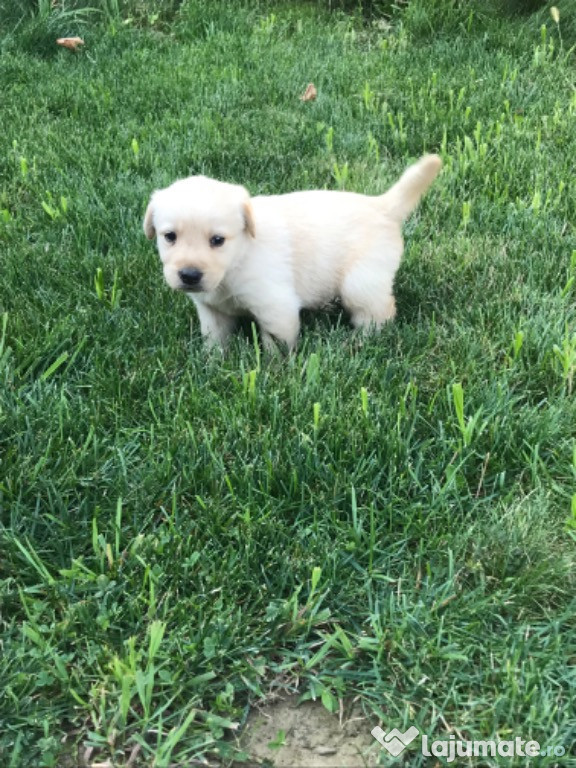 Căței Labrador