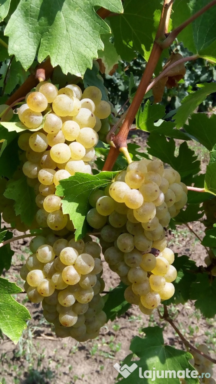 Struguri (Fetească Albă)
