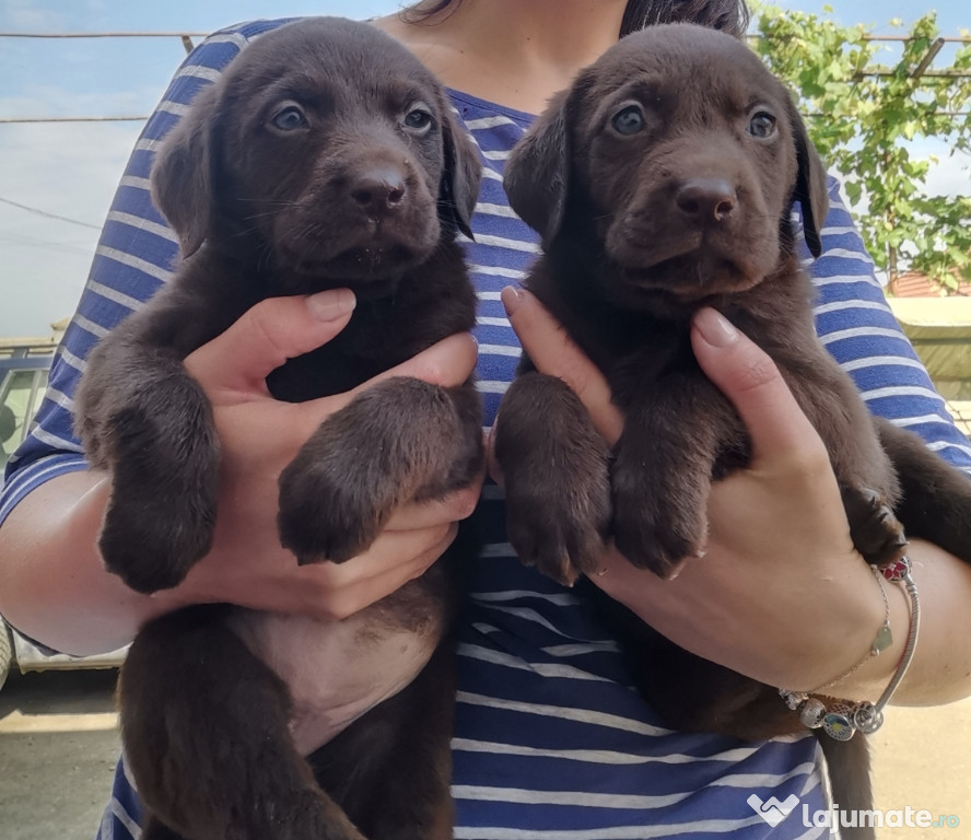 Căței labrador retriever ciocolati