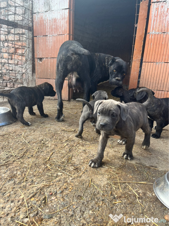 Catei cane corso