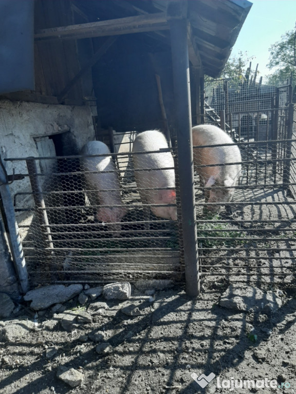 Porci crescuți la țară