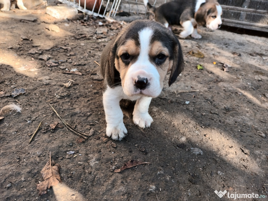 Beagle tricolor