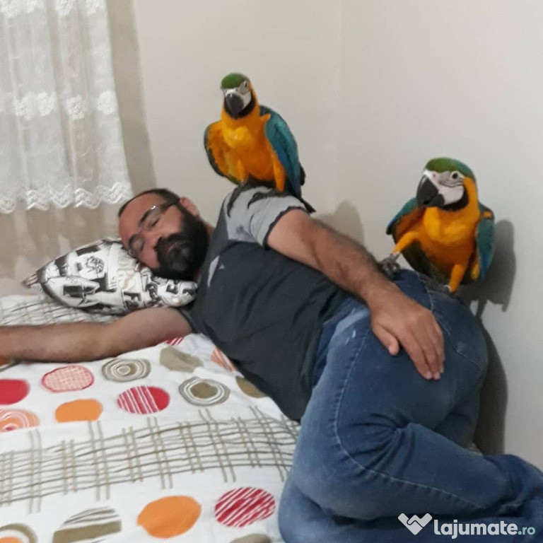 Papagali Macaw pentru adopție