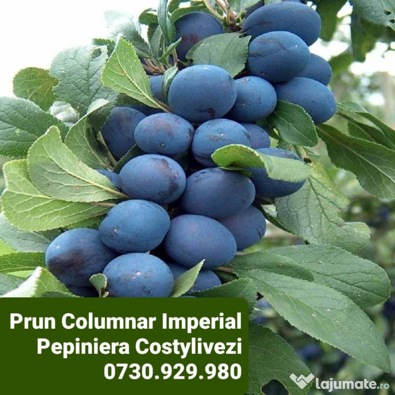 Pomi fructiferi Columnari anul 3 de vegetație.