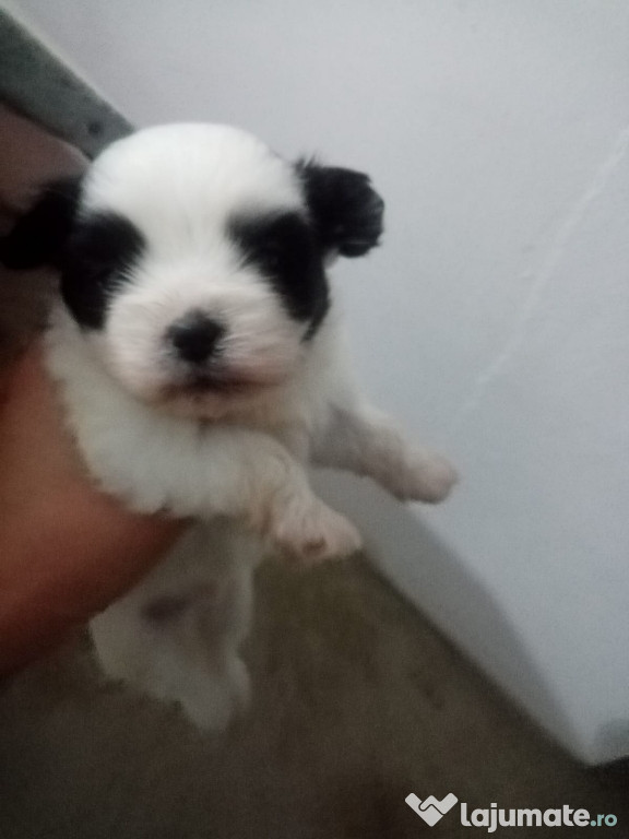 Pui de shih tzu