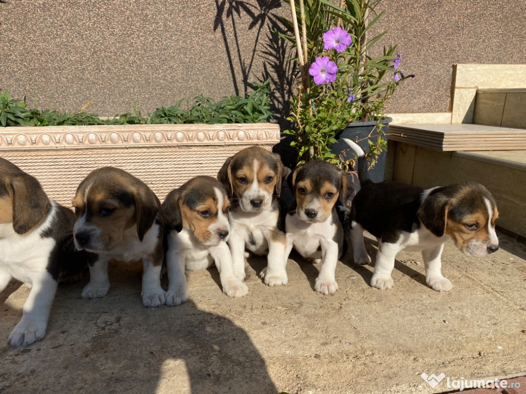 Catei Beagle